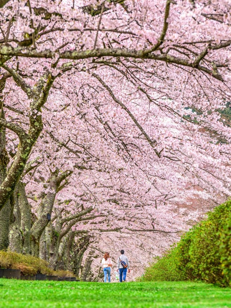 Shizuoka, Japan in Spring